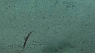 Methane Bubbles at Bubbly Gulch [upl. by Mendel]