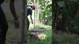 Bananal agroflorestal no sítio [upl. by Desirae801]