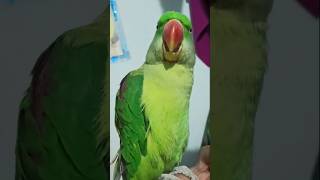 parrotnaturalparrotsoundshortvideo [upl. by Nabetse792]