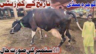 GOJRA MANDI COW PRICE UPDATE  COW MANDI GOJRA  HOLSTEIN FRIESIAN  COW MANDI 2025 GOJR JANI BEST [upl. by Rochkind]