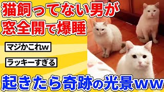 【2ch動物スレ】猫が多い地域で一晩中、窓全開にした結果ｗｗｗｗｗ [upl. by Eitac186]