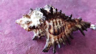 SciArt And Chill Live Painting a Tyrian Purple Murex Snail [upl. by Gusta]