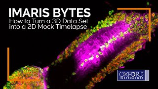 Imaris Bytes  How to Turn a 3D Data Set into a 2D Mock Timelapse [upl. by Ericha]