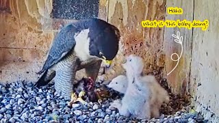 FalconCam 13102024 1407 What does the little one do during feeding [upl. by Kusin832]