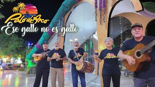 Grupo Musical Palo de Arco  Ese gallo no es gallo  Parranda [upl. by Assyram]