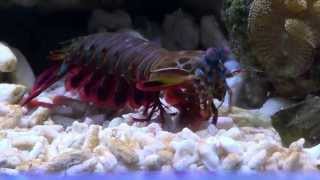 Odontodactylus Scyllarus Peacock Mantis Shrimp [upl. by Barn]