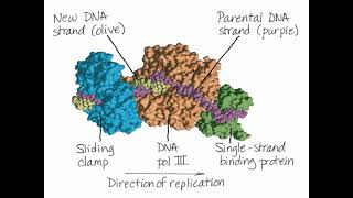 Chromosome Replication [upl. by Rennat]