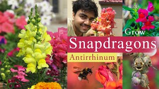 Snapdragon Flowers  Antirrhinum Plant Growing amp Care [upl. by Atiuqrehs]