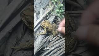 🐸👌Boing boing Look at the frog catch by my hand for fun short funny [upl. by Nellie]