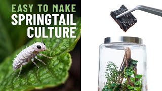 Spring Tail Culture for your Terrarium  Easy Steps [upl. by Wan]