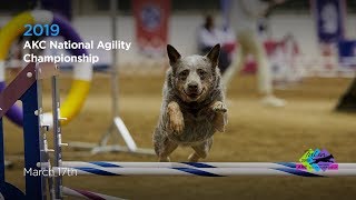 AKC 2019 National Agility Championships [upl. by Ahsilak621]