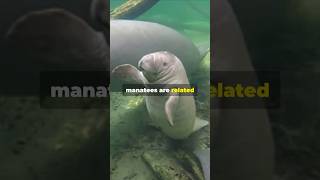 Manatee Fun Facts The Sea Cow 🌊 🐮 animalfacts manatee shorts [upl. by Nus]