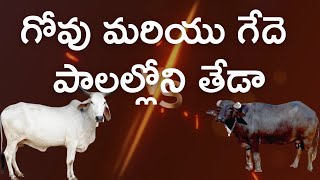 గోవు మరియు గేదె పాలల్లోని తేడా చాలా మందికి తెలియదు అలాంటి వారి కొరకు [upl. by Gayler]