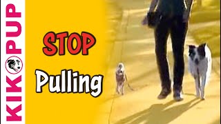 Train your dog to STOP pulling on leash [upl. by Fraya]