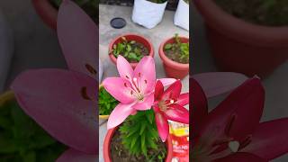 Lilium🤗meeshoseeds winterfloweringplant winterflower shorts viral [upl. by Koller]