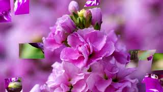 Matthiola flowers HD1080p [upl. by Icnarf]