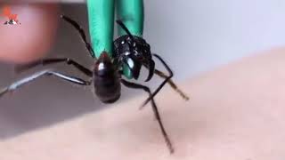 Coyote Peterson gets stung by bullet ant [upl. by Binnie]