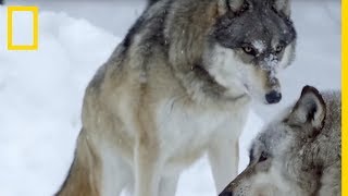 Un couple de loups gris attend ses petits [upl. by Shepard]