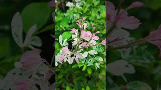 Pithecellobium dulce shortvideo flowers floweringplant nature [upl. by Wilkins]