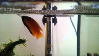 Bal Gurami Üreme Honey Gourami Breeding [upl. by Kina]