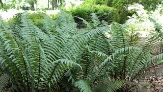 Dryopteris wallichiana [upl. by Esnofla839]