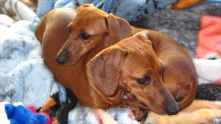 This Is a Happy Story Dachshund Puppy Dogs Rescued amp Spoiled Playing With Toys amp Laser Pointer [upl. by Vittoria308]