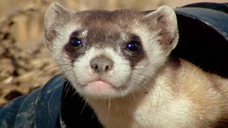 Baby Ferret Training School  Natures Miracle Babies  BBC Earth [upl. by Vasta]