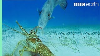 Lobsters vs Trigger Fish  Trials Of Life  BBC Earth [upl. by Jewett2]