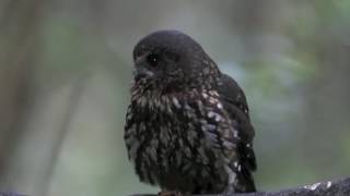 NZ Morepork Ruru [upl. by Enoryt]