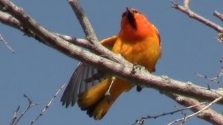 Channeled Scablands Expedition Soundtrack Birds Insects Washington Wildlife Nature Sounds MP3 [upl. by Hcire]