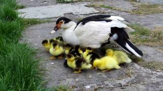 Muscovy Ducklings [upl. by Saffier812]