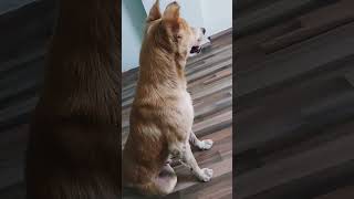 Kitna bhola banker betha haiviralvideo dog doglover cute shortvideo [upl. by Crescin]