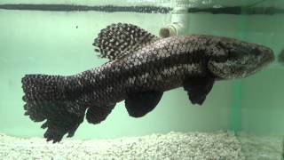 Black Wolffish  Hoplias Curupira [upl. by Esbenshade]