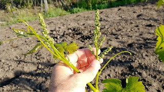 Stropirea vitei de vie cu bor  stimuleaza inflorirea si fecundarea florilor [upl. by Tuneberg]