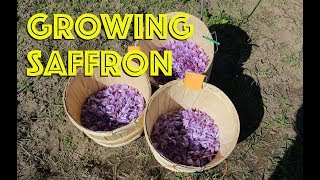 How to Grow Saffron [upl. by Gillette]