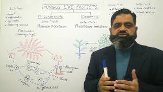 Slime Molds Urdu Hindi medium profmasoodfuzail  Myxomycota  Oomycota  Watermolds [upl. by Berte]