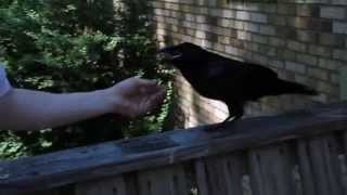 Feeding Our Friend the Raven [upl. by Fulton]