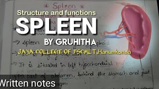 Spleen anatomy in telugu  Anatomy  MLT Healthy vlogs [upl. by Justis]