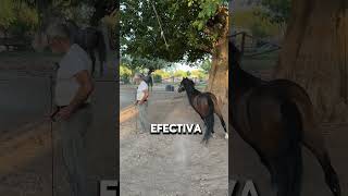 Impresionante Tecnica Para Entrenar Caballos Néstor Portillo [upl. by Lissy]