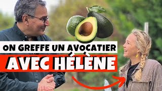 Comment greffer un avocatier ou nimporte quelle autre plante avec Hélène de Fougerolles  🥑🥑 [upl. by Hsaniva872]