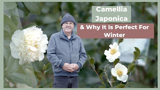 How To Grow amp Maintain a Camellia Japonica  The Greenery Garden amp Home [upl. by Eelyma]