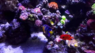 40 Breeder Borbonius Anthias Queen Angelfish Flame Angelfish Melanurus Wrasse  Wes Reef [upl. by Rufina798]