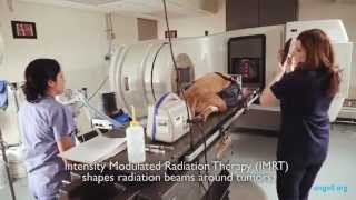 Bodies Radiation Therapy  Angell Animal Medical Center [upl. by Harland680]