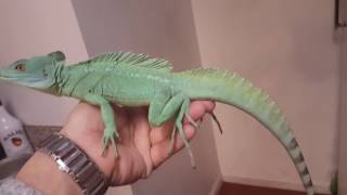 Basilisk Lizard [upl. by Curtis]