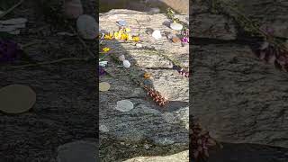 Offerings at a druids altar today druid pagan witchcraft stonecircle [upl. by Paulita]