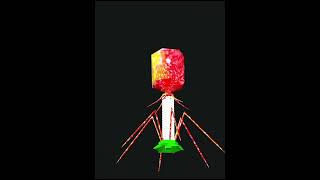 BACTERIOPHAGE 3d anatomy 3danatomy cellbiology anatomy [upl. by Anaujal]