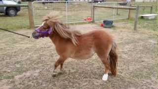 Pony with laminitis vet check [upl. by Audre634]