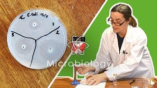 Microbiology  GCSE Science Required Practical Triple [upl. by Aisatan]