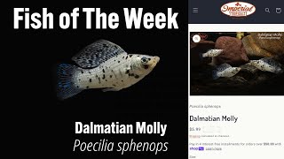 Dalmatian Molly Poecilia sphenops imperialtropicals fish Dalmatianmolly [upl. by Ednutey408]