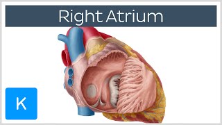 Right Atrium  Location Anatomy amp Function  Human Anatomy  Kenhub [upl. by Maillij903]